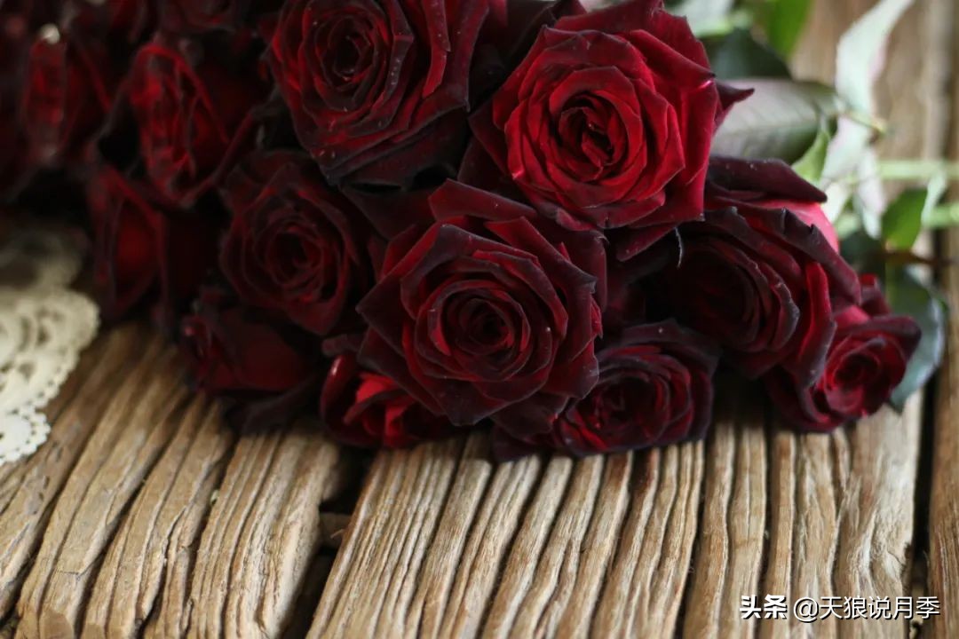 优雅女士月季花,奇葩月季品种图片