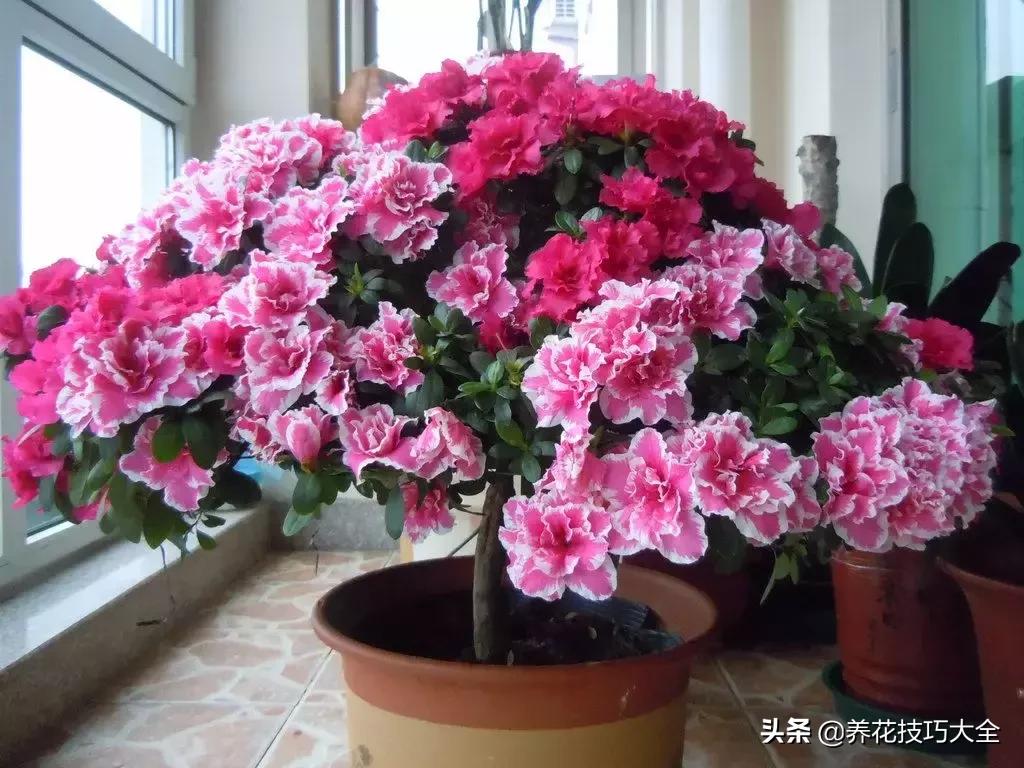 这4种花卉爱喝水浇水越多越旺盛,这几种花草浇水浇不对越养越不好