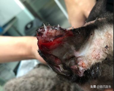 小佩自动猫砂盆卡住怎么处理,猫咪被猫砂盆卡住了怎么办