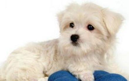 老年犬的日常保健视频,老年犬的饲养管理文章