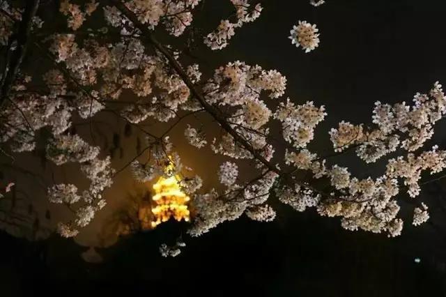 南京的春天,南京的春天视频