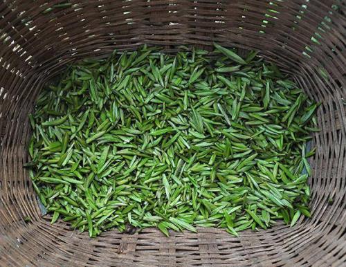 送老丈人竹叶青茶叶,送老丈人竹叶青茶