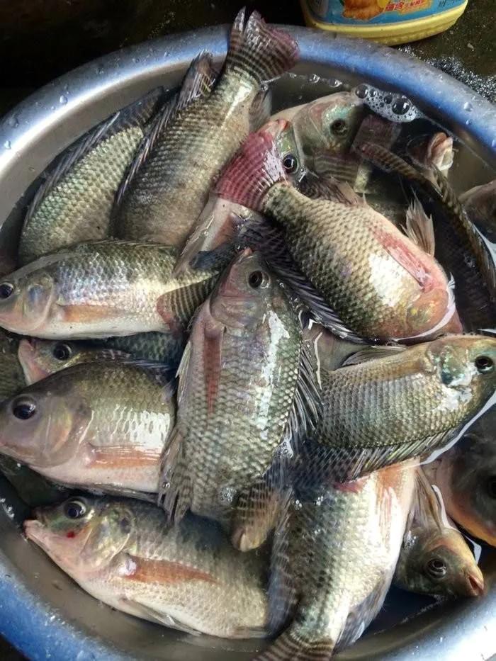 温柔的中亚牧羊犬,温柔的黑犬