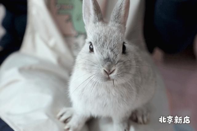 北京有没有撸猫的地方,福州撸兔兔的店