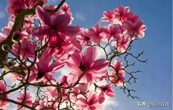 南阳最新重要新闻,河南南阳有什么大事