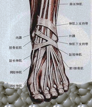 原来脚腕悄悄活动受限了、要么打坐搬腿脚那么费劲儿
