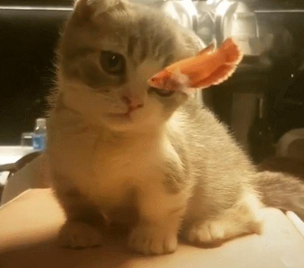 戚薇老态尽显,戚薇和关晓彤站在一起