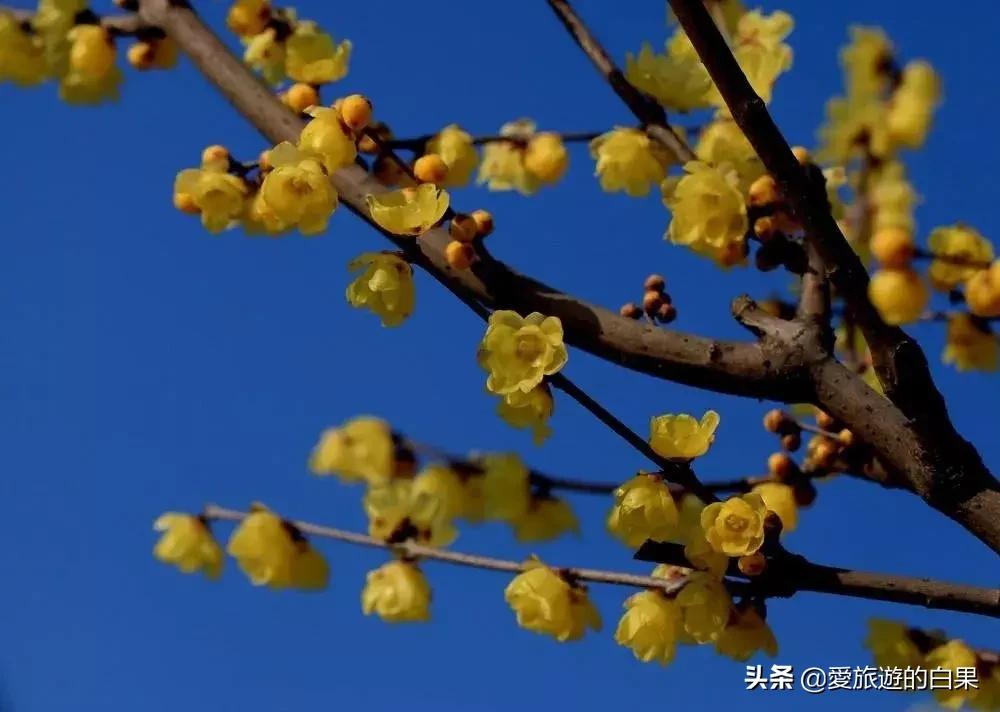 腊梅花开放视频,成都看腊梅的地方