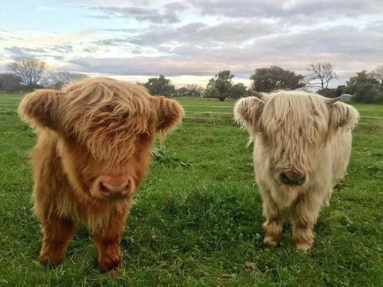 牛宝宝可爱样子,牛宝宝长的很可爱