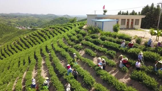 信阳茶叶产业体系,信阳茶联盟现状