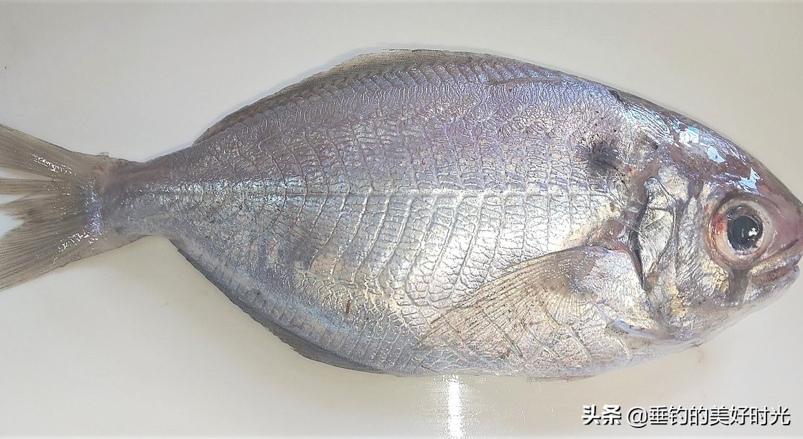 现在的鲳鱼是以前的食人鱼吗,与食人鱼非常相似的鲳鱼