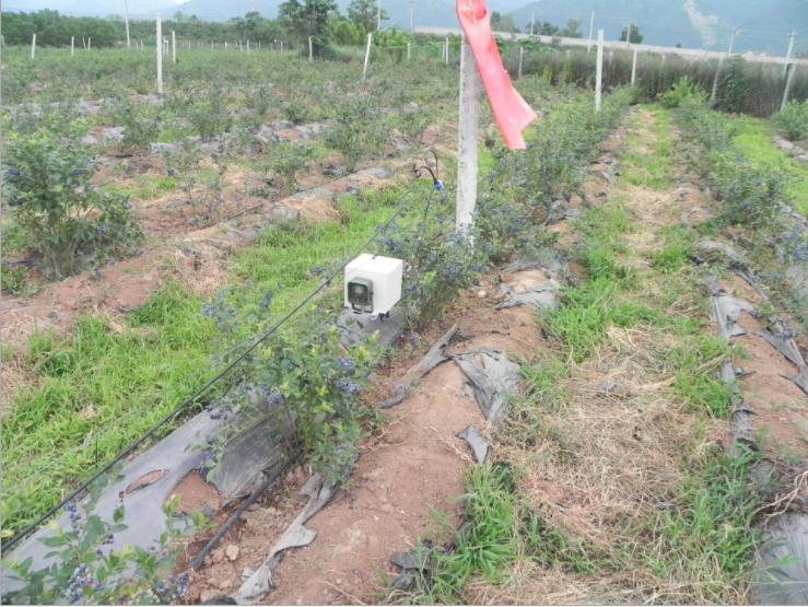 90后小伙种上百亩野果覆盆子,种植一年就可以挂果的蓝莓