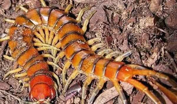 世界上毒性最强的五条蜈蚣,最常见的蜈蚣有几种