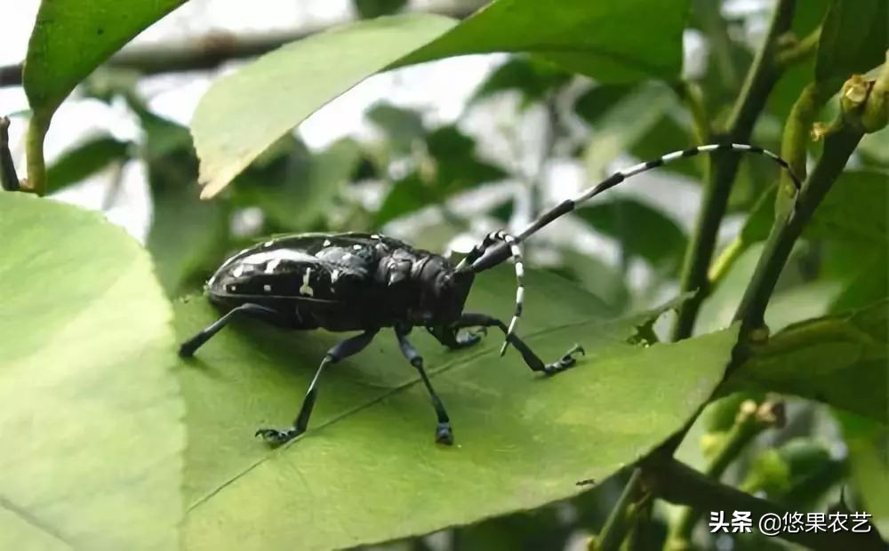 柑橘天牛危害案例,氯氰敌百虫治柑橘树干上天牛