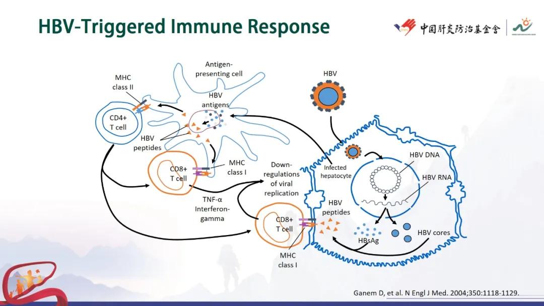 谢尧教授：HBsAg消失后的巩固治疗与持续性功能治愈