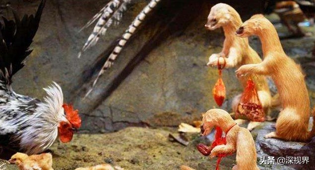 黄鼠狼为什么不能养,哪个地区人工饲养黄鼠狼