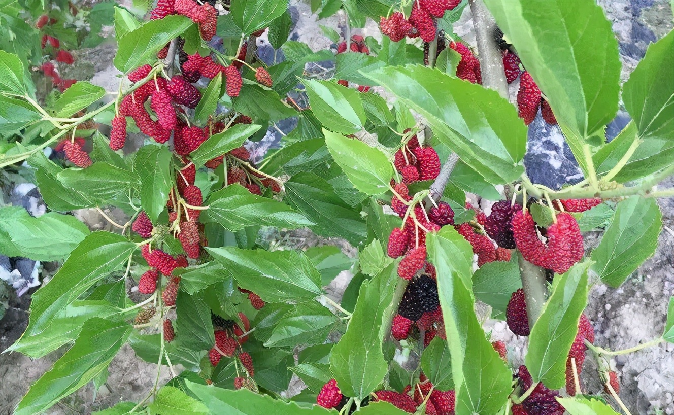 冬虫夏草500g正宗价格,2023年冬虫夏草新鲜价格表