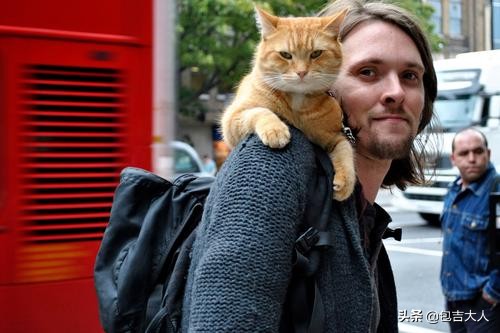 养猫经验杂谈论文摘要大全,养猫经验大分享