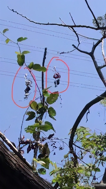 呀诺达半日游价格,呀诺达门票70岁有优惠吗