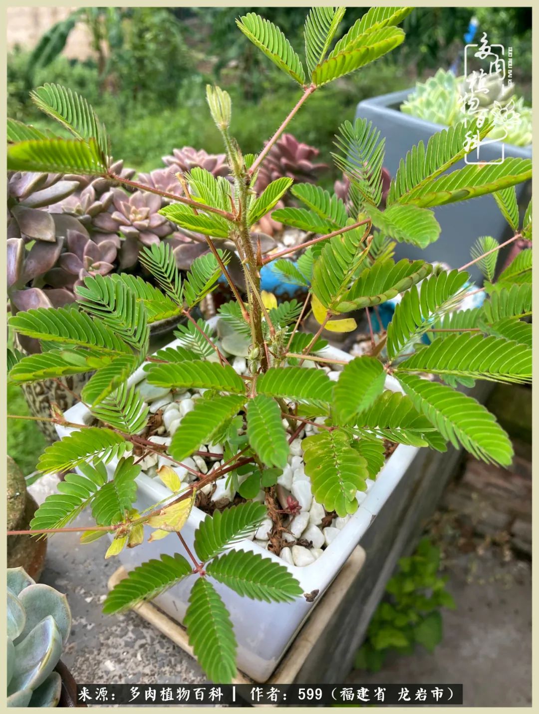 生活需要努力也需要花草,所有的热爱都需要不遗余力图片