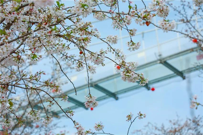 漫花庄园亿朵白樱花绚烂绽放啦，这些樱花的起源你真的知道吗？