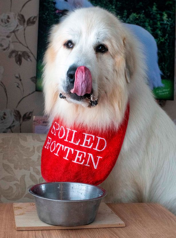 英国首相金毛哗众取宠,英国大金毛