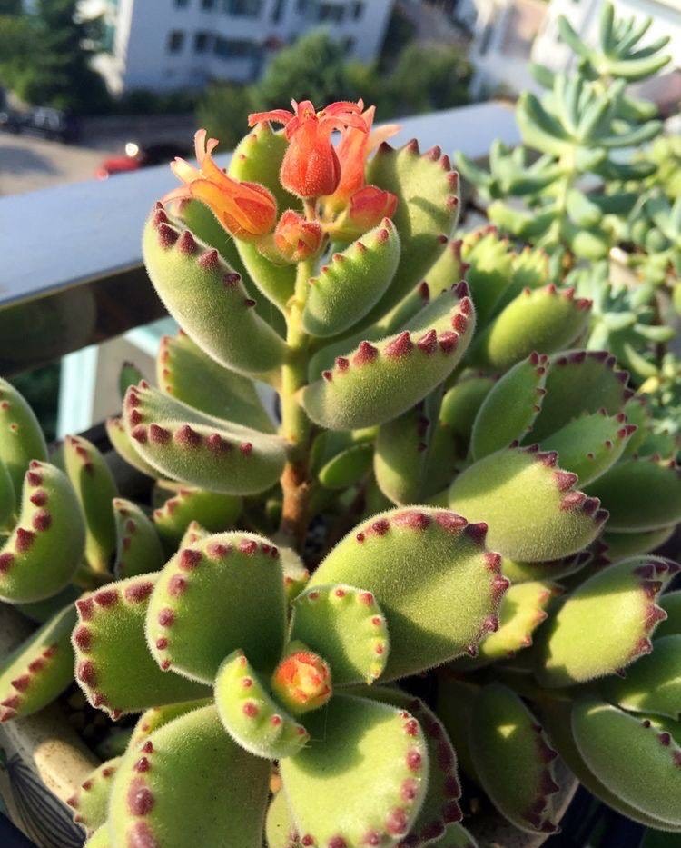 多肉开花了舍不得剪掉,多肉开花是去还是留