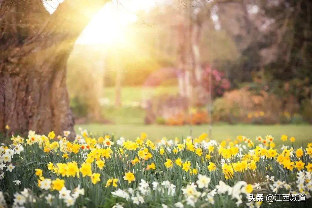 吉安市中芯城区某盘,4980元/㎡起住学区3房