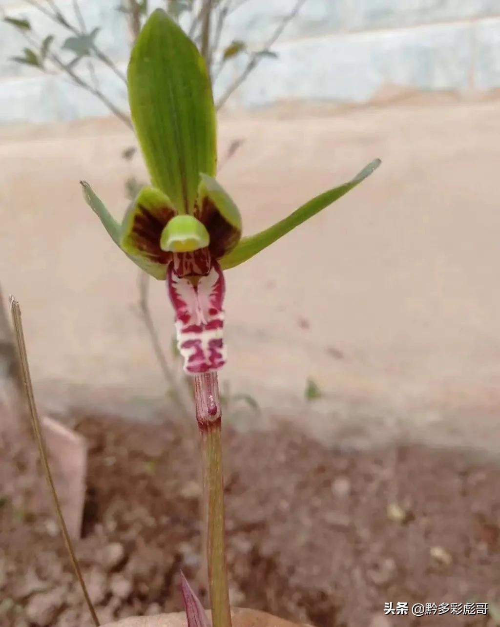 兰花品种鉴定方法,兰花的品种和鉴定方法