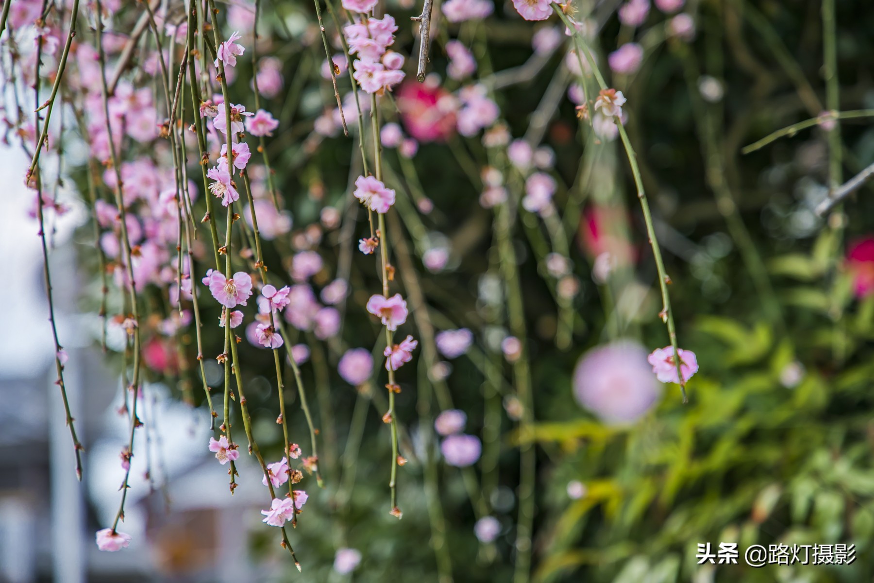 2020日本赏樱花路线,赏樱季去日本看全球最美樱花