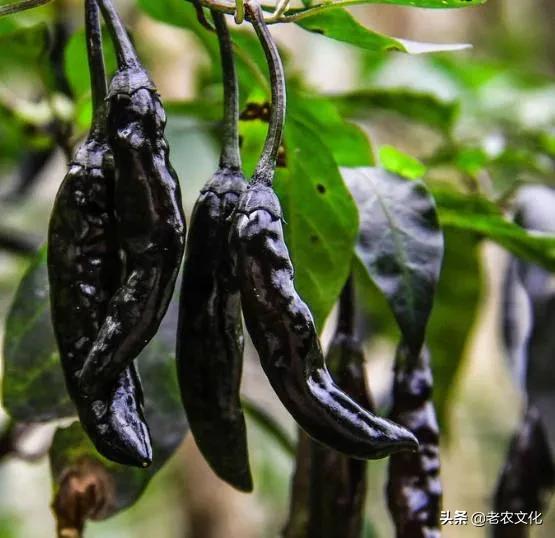农村大叔种了10亩这种黑辣椒，2年后进城给孩子买了学区房！