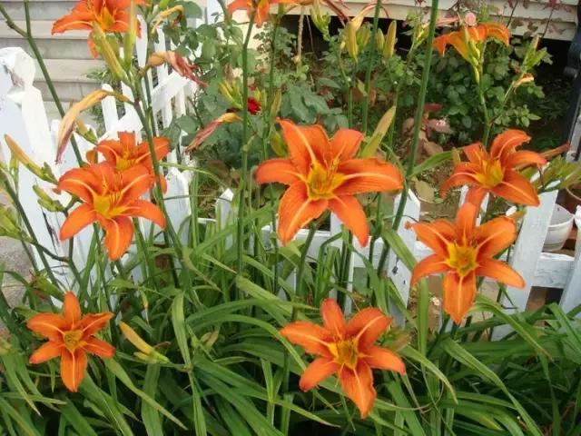 我国很多成语与植物有关,汉语成语中的植物文化