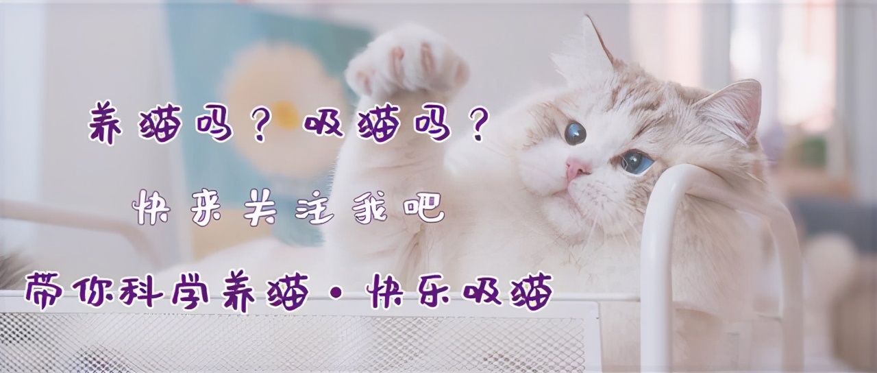 我们一起“拼猫”好不好？乖巧的时候归我，撒泼的时候归你