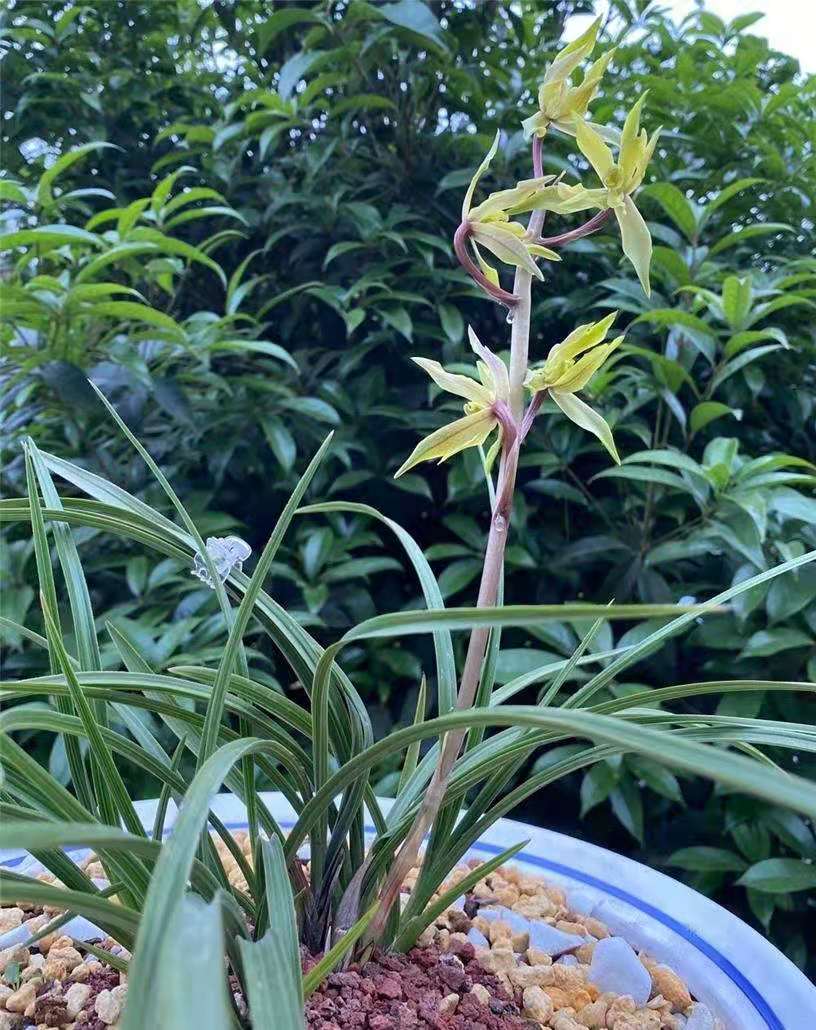 大花蕙兰哪些花中等大小,每年都开花的大花蕙兰品种有哪些