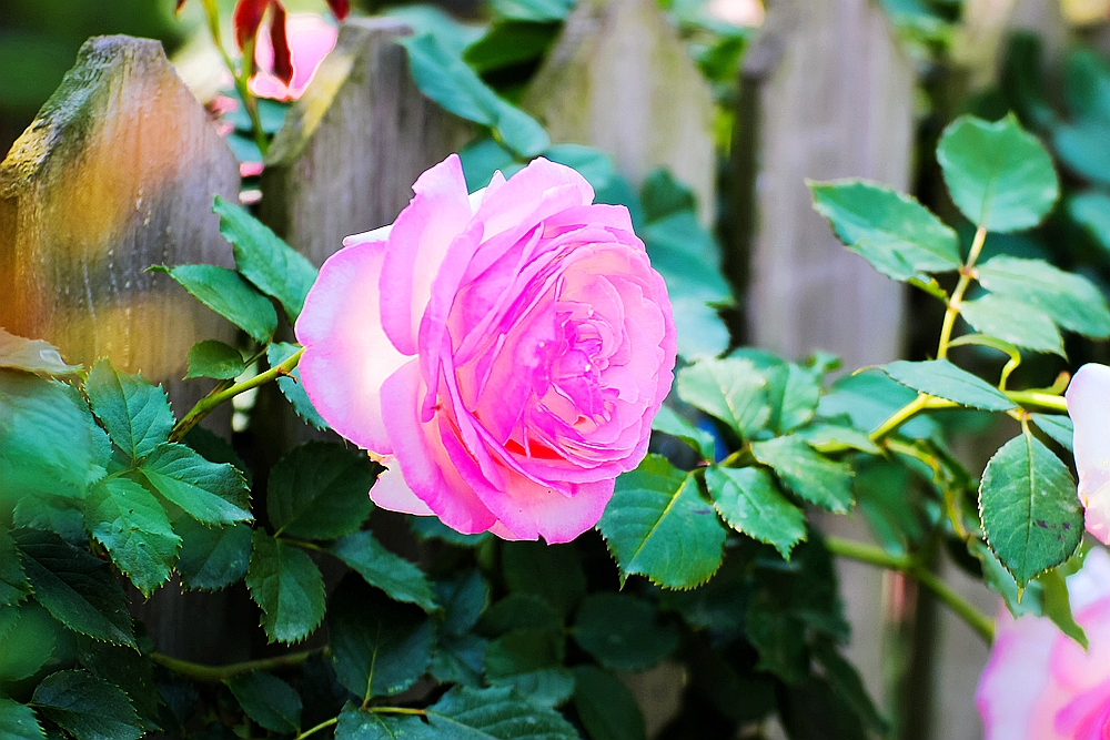 月季被称为花中皇后的故事,月季是国花还是市花