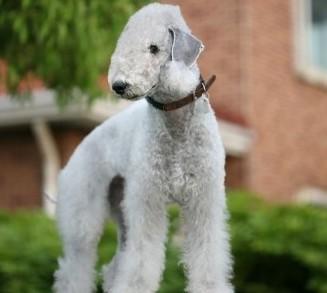 猎犬选什么犬好,狗狗猎犬有哪几种