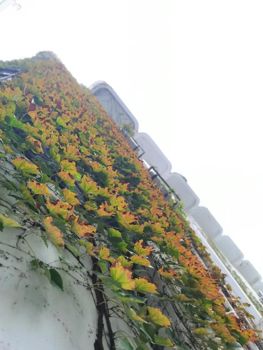 最美的风景美丽的校园,最美的风景就是校园