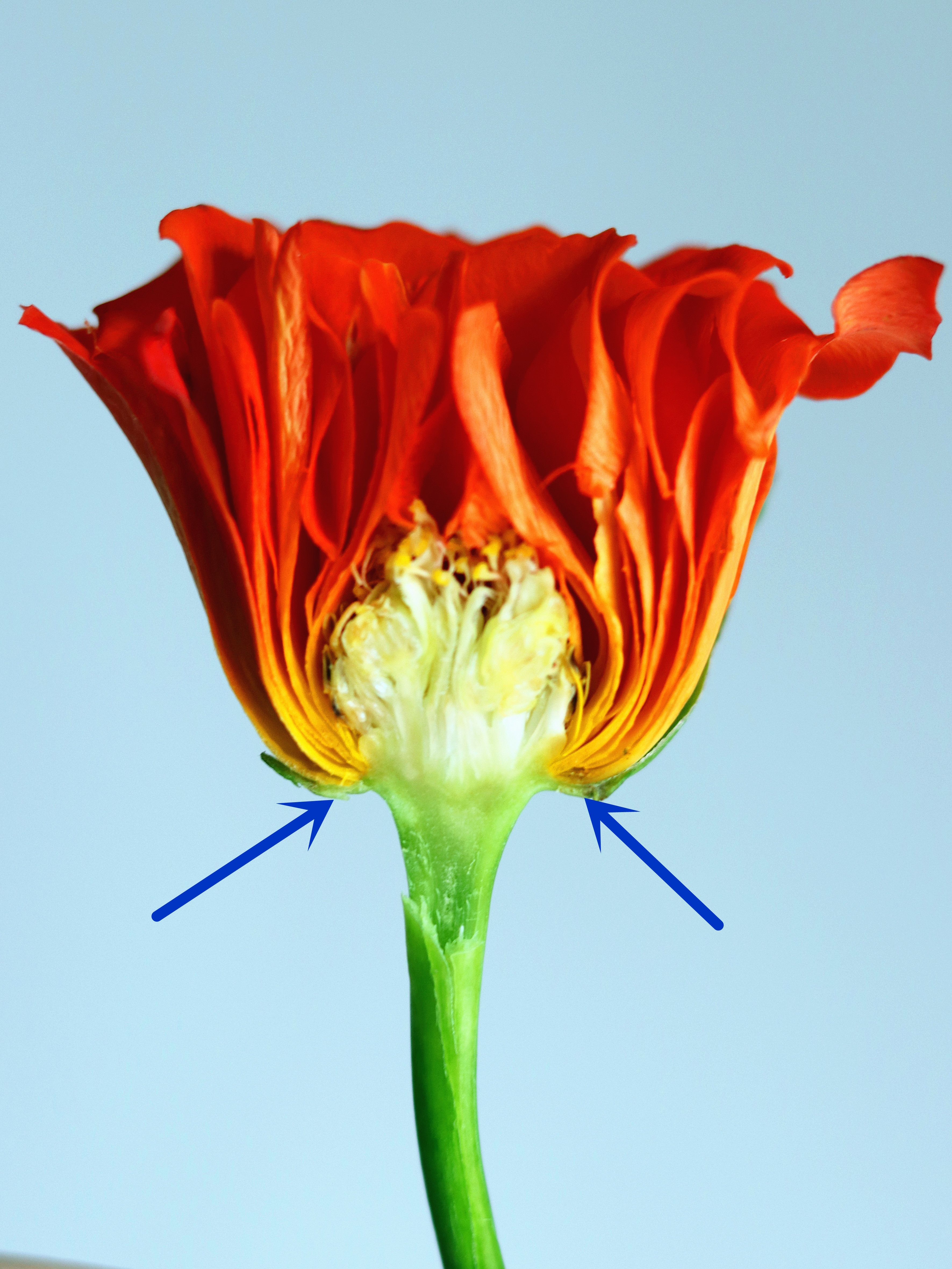 玫瑰枯萎怎么治,玫瑰栽种花朵蔫了怎么办