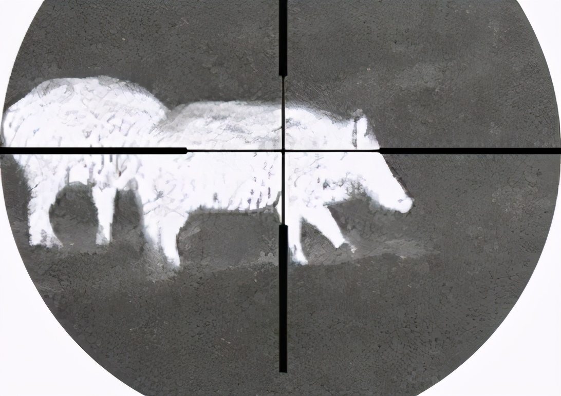 热成像怎么看周围野猪视频,野猪可以用热成像探测到吗