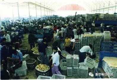 “世界最大桃园”蕴藏的乡村振兴“密码”