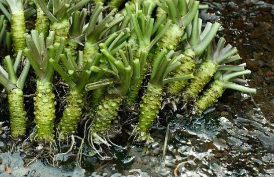 芥末的原料是芥菜吗,芥末的原材料图片大全