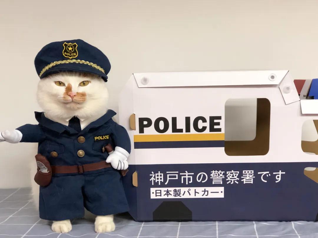 可可爱爱的猫狗,可可爱爱的流浪猫咪