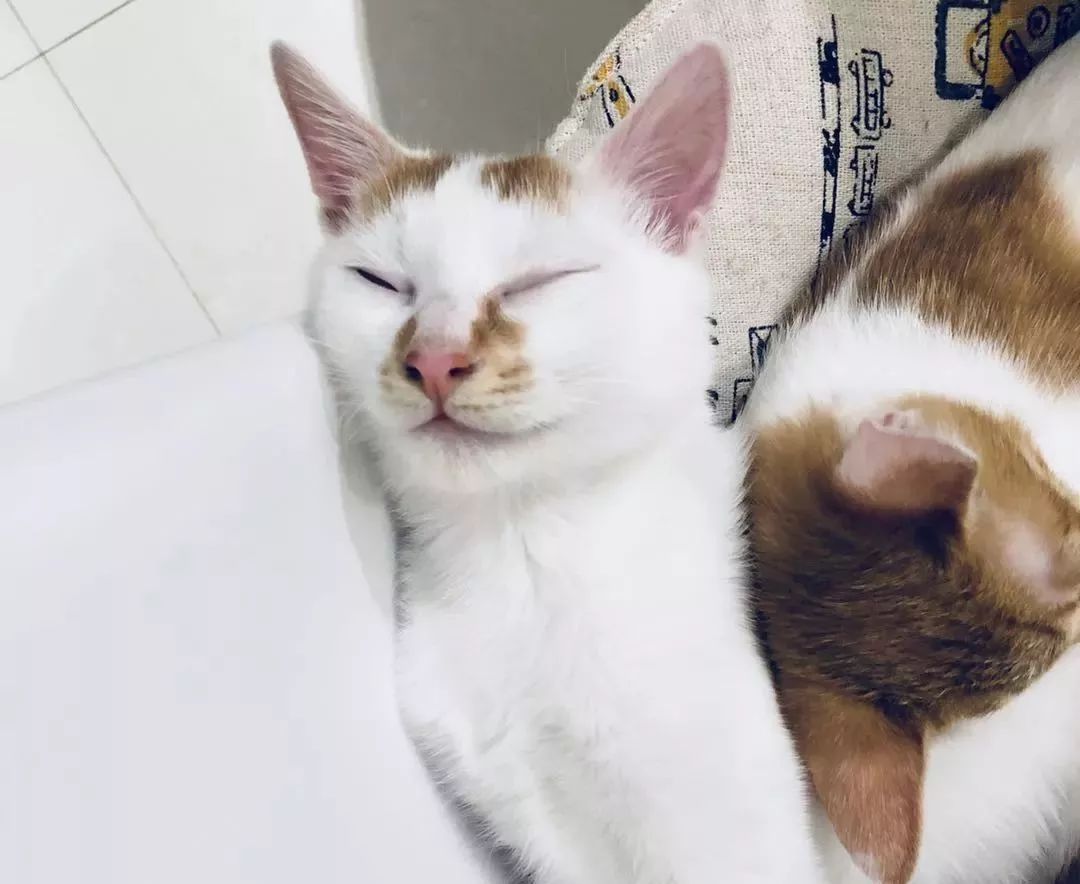 小佩闷死猫事件,小佩猫窝闷死猫