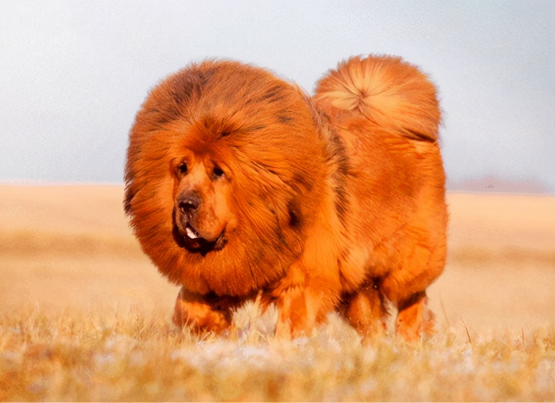 世界上十大最美丽的狗品种,世界上最好看的10种狗动物