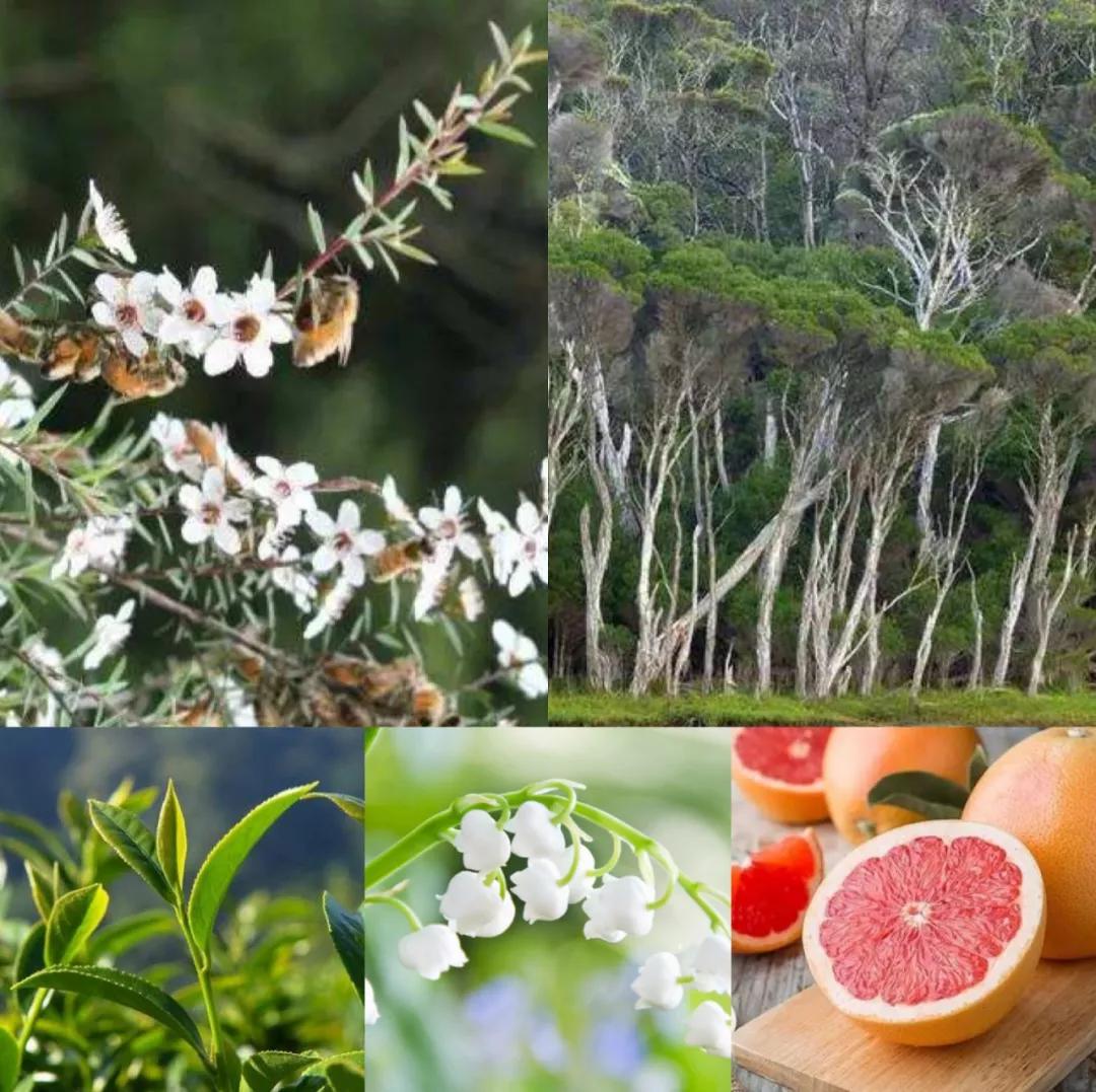 珀婷pertine除螨仪,珀婷除螨喷雾剂测评