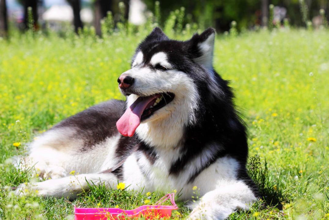 狗狗也会来姨妈嘛,狗狗来月经怎么办