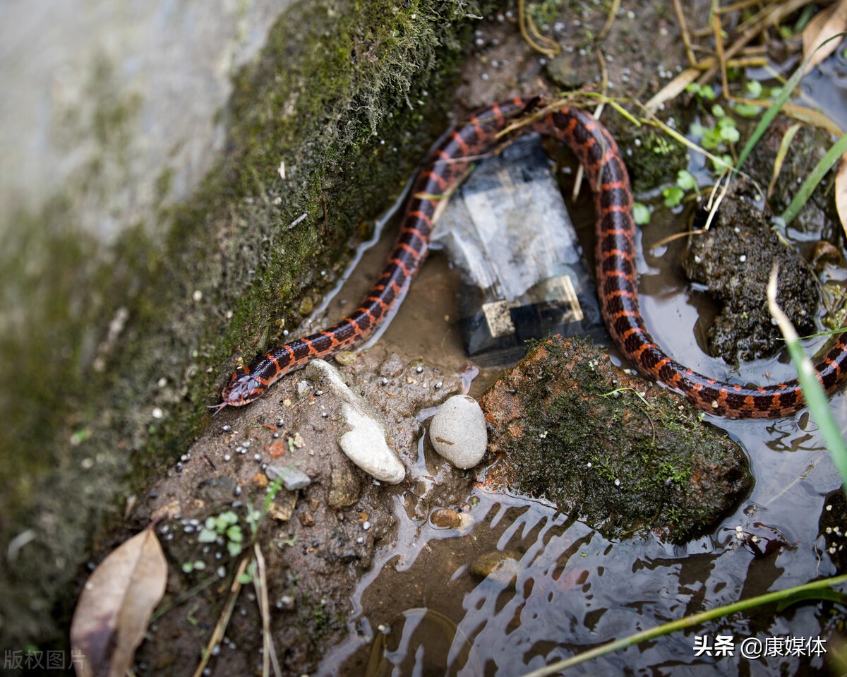 房子周边有蛇有什么方法可以避蛇,房子附近有蛇该用什么药可以赶走