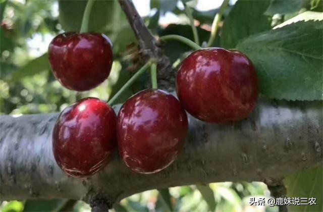 樱桃没熟裂口是什么原因,樱桃熟了怎么补救最快