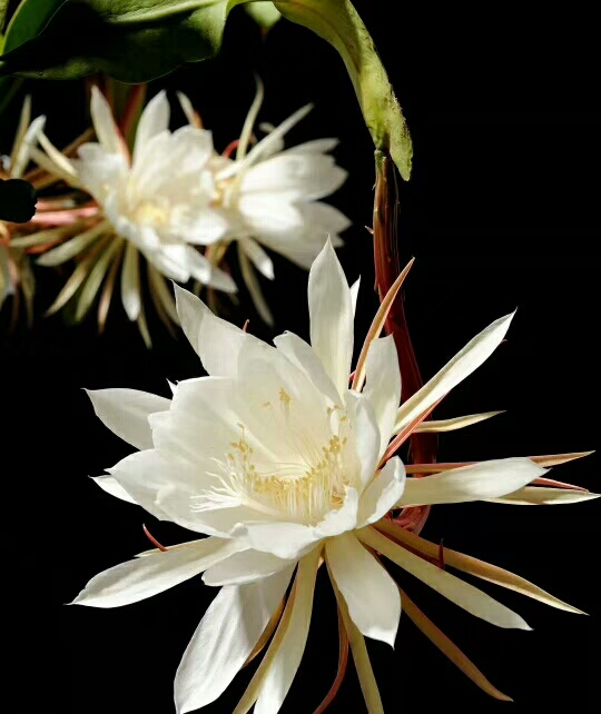 为啥自己脾气很倔强,自己的性格太倔强怎么办