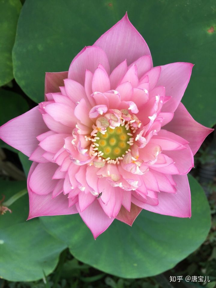 如何提升花种成活率,花种种植生活小技巧